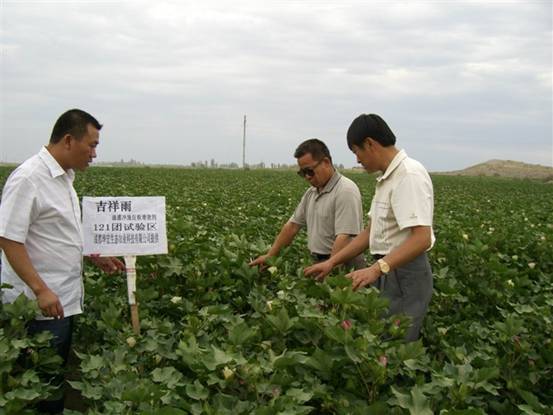 06年7月炮臺試驗站曹新成站長在農(nóng)八師121團私人農(nóng)場示范地察看.jpg