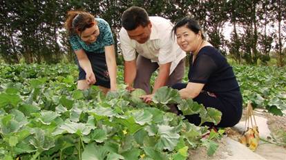 07年哈密地區(qū)土肥站陳華站長在淖毛湖察看哈密瓜示范地.jpg